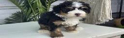 Mini Bernedoodle dogs for sale: Cinnamon - Ad 3