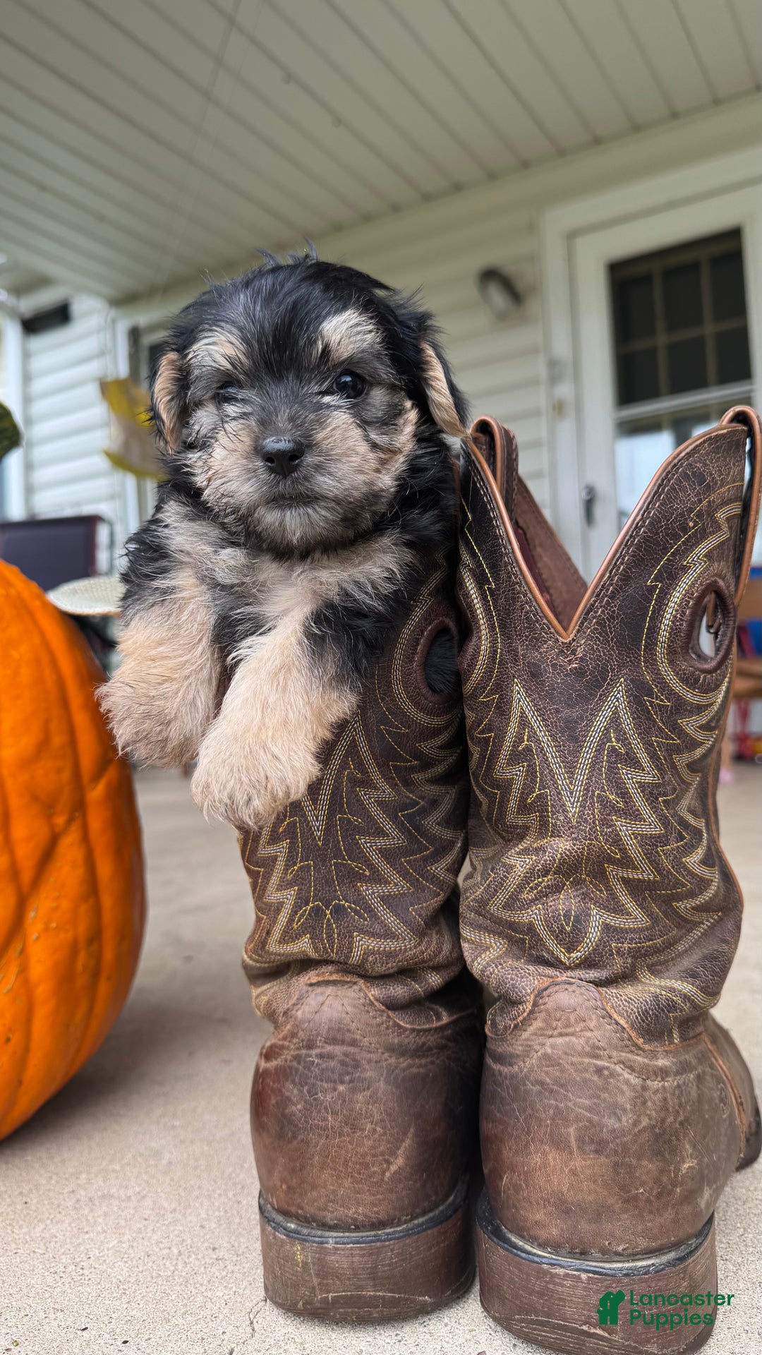 Morkie dogs for sale: Ivy - Ad 3