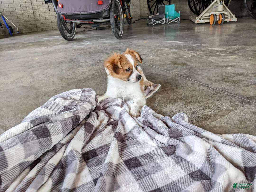 Papillon dogs for sale: Chief  - Ad 4