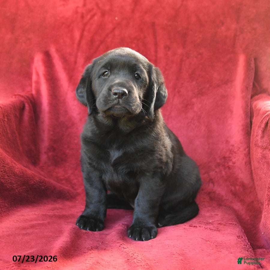 Goldador dogs for sale: Crissa - Ad 4