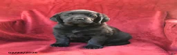 Goldador dogs for sale: Crissa - Ad 1