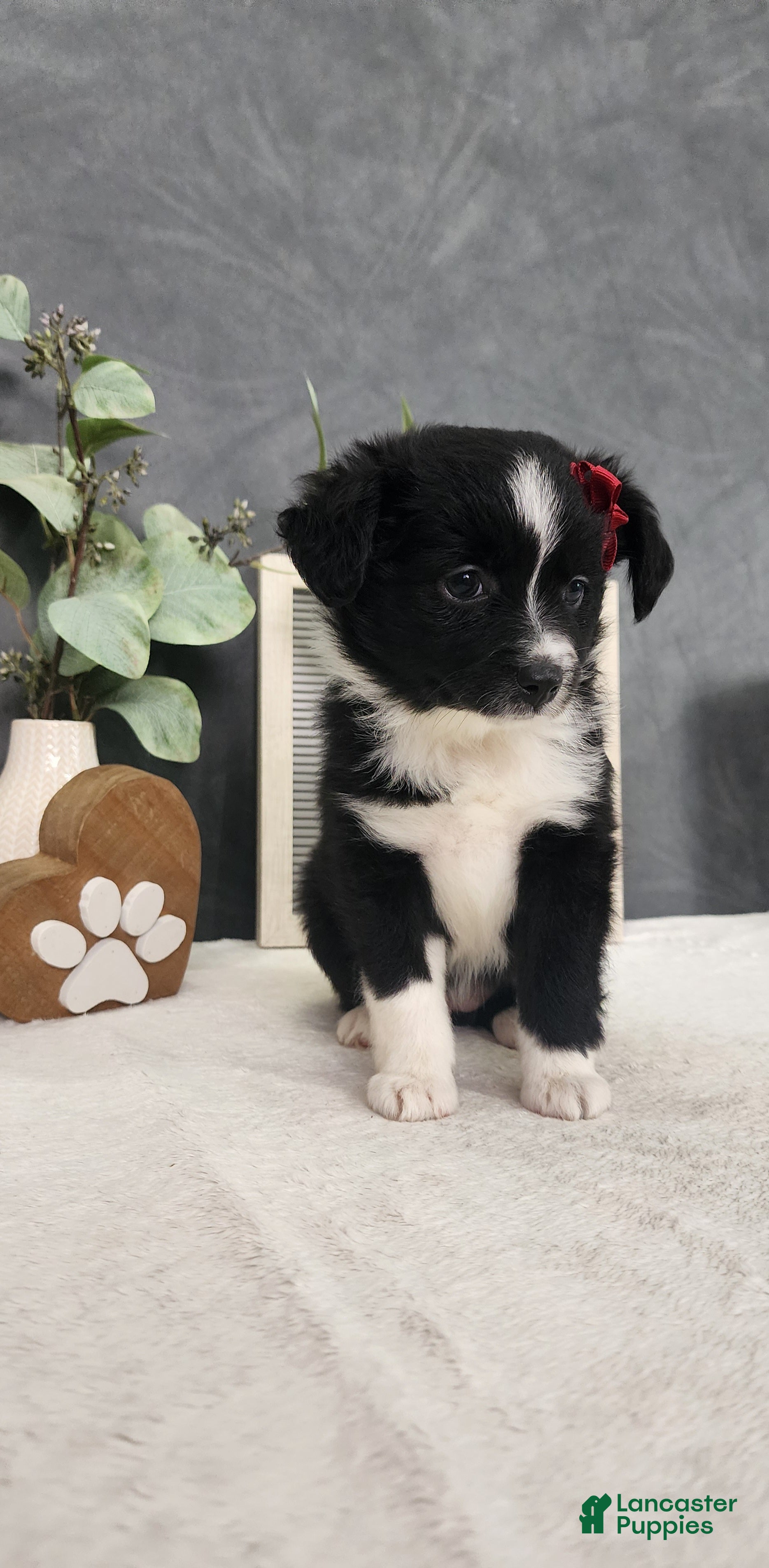 Miniature Australian Shepherd dogs Faith - Ad 2