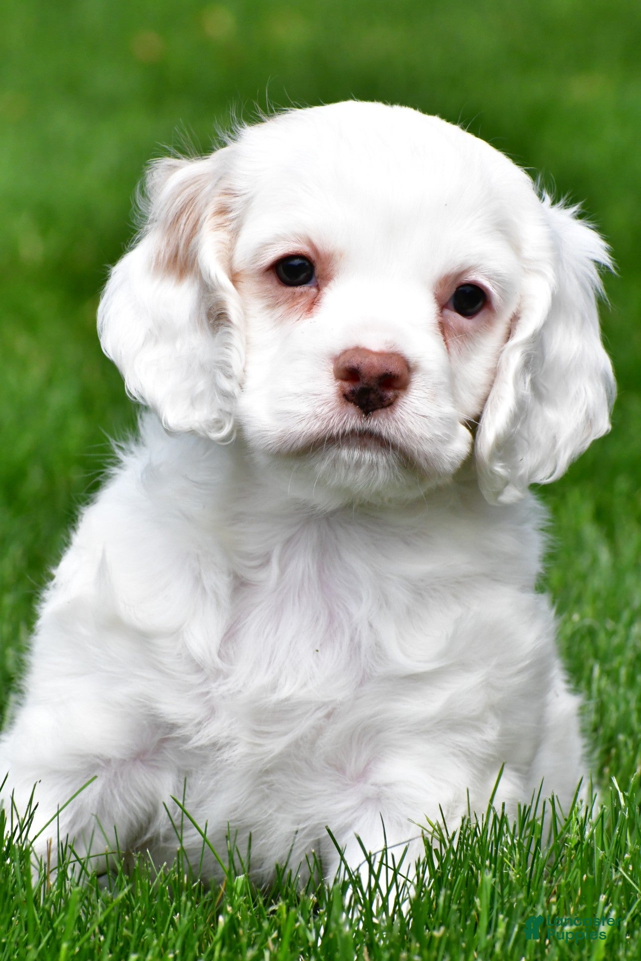 Cocker Spaniel dogs for sale: cj - Ad 3