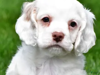 Cocker Spaniel dogs for sale: cj - Ad 3