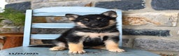 Gerberian Shepsky dogs for sale: Pixel - Ad 3