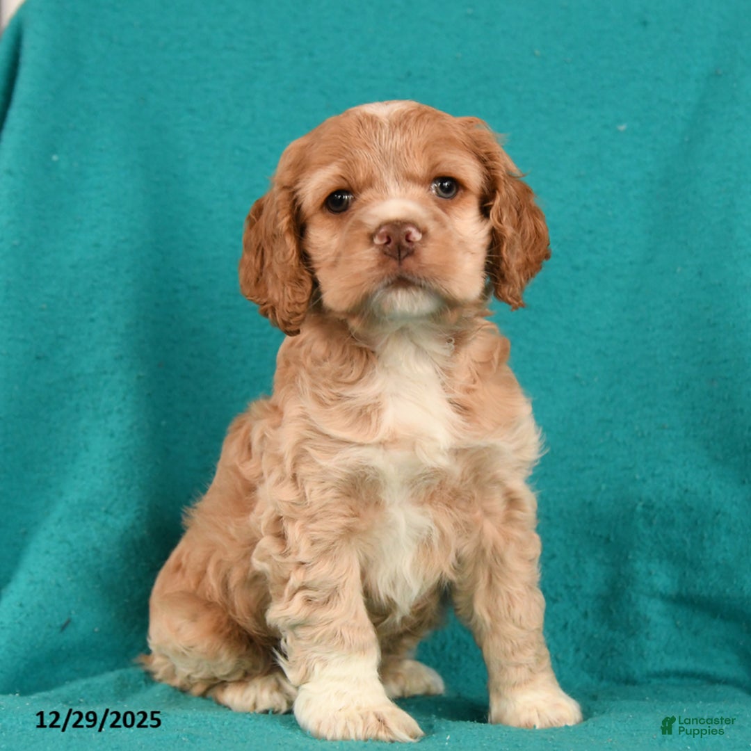 Cocker Spaniel dogs for sale: Cooper - Ad 2