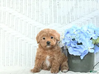 Mini Aussiedoodle dogs Trixie - Ad 3