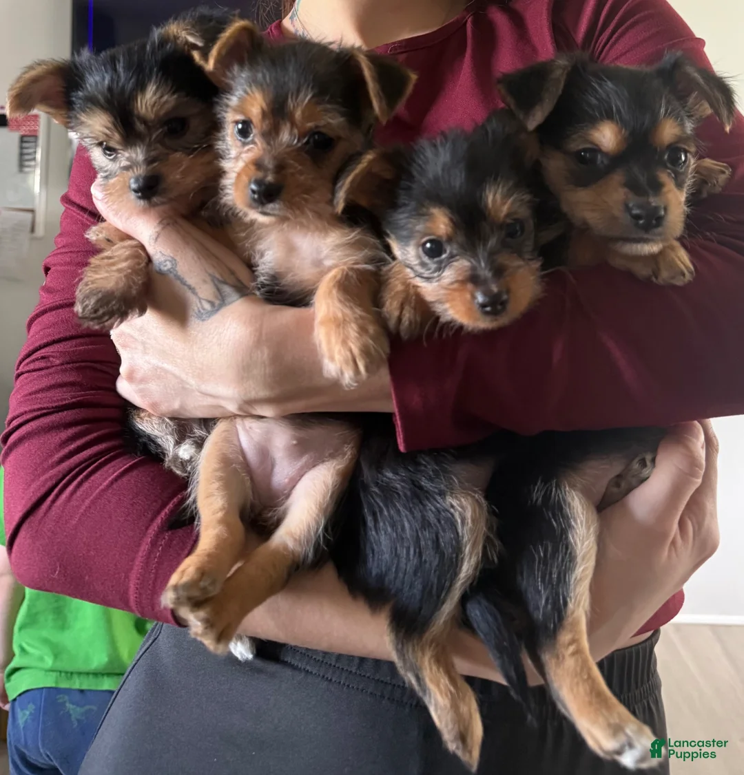 Yorkshire Terrier dogs for sale: Yorkshire Terrier Puppy 4 - Ad 5