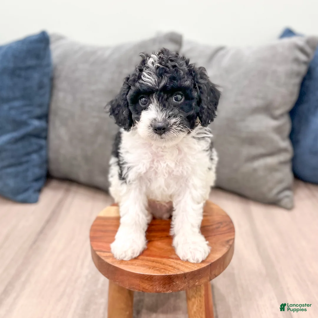 Cavapoo dogs for sale: Bandit - Ad 2