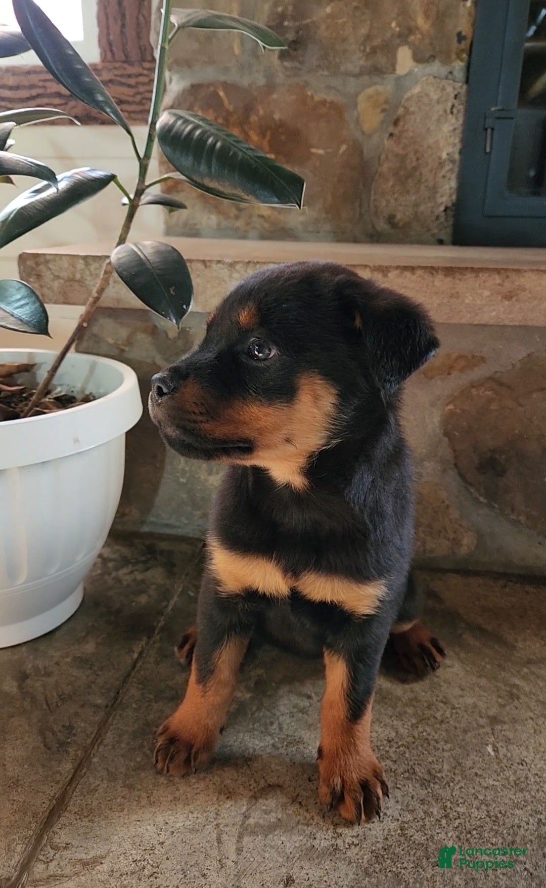 Rottweiler dogs for sale: Holly - Ad 3