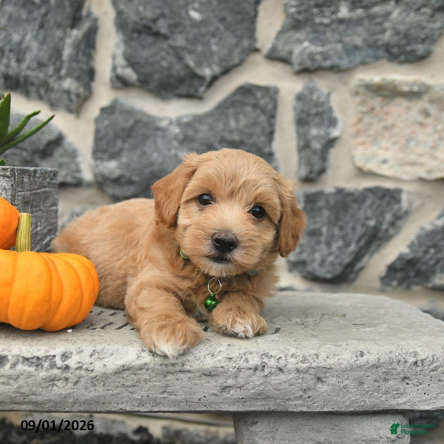 Maltipoo dogs Coffee  - Ad 2