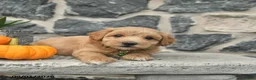 Maltipoo dogs for sale: Coffee  - Ad 2