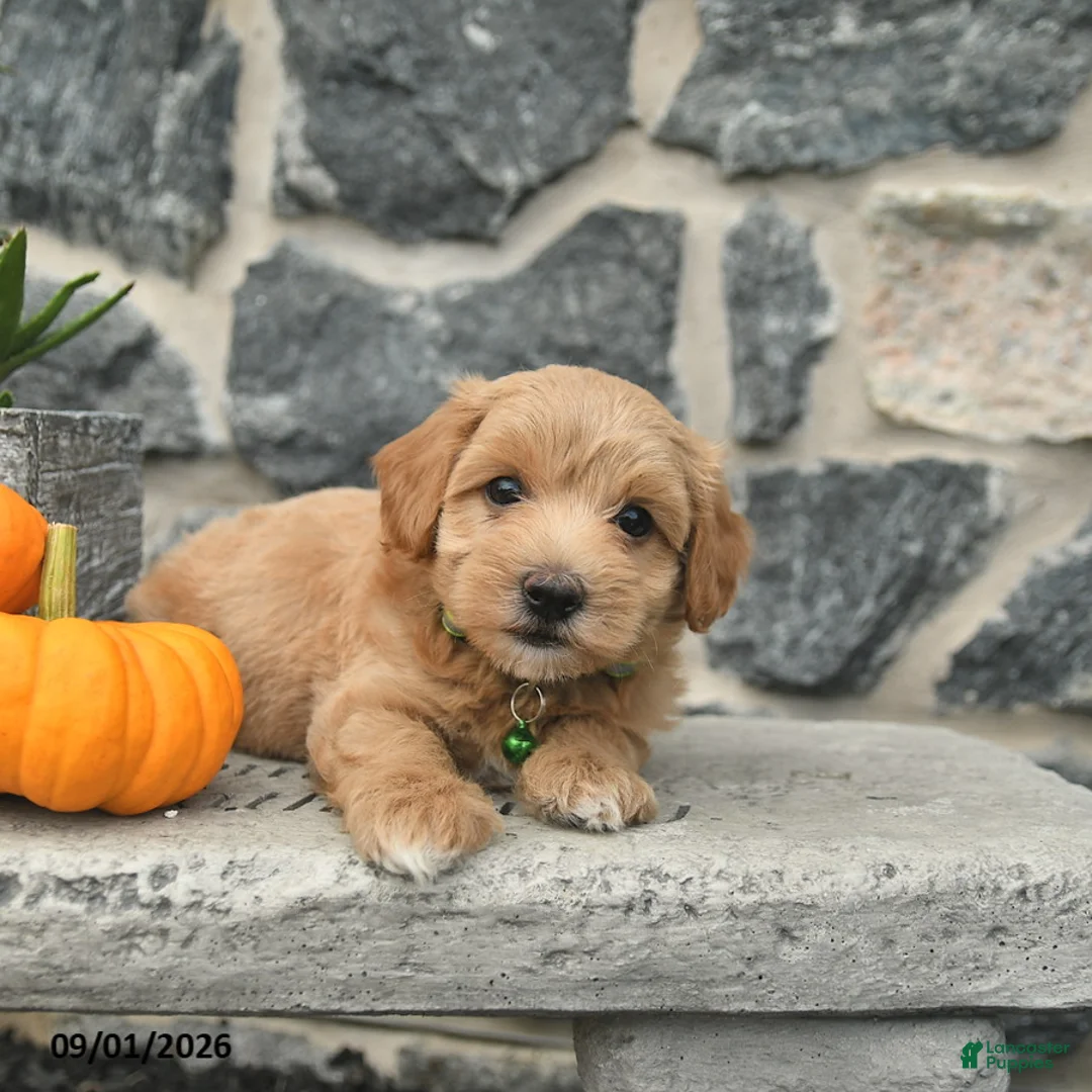 Maltipoo dogs for sale: Coffee  - Ad 2