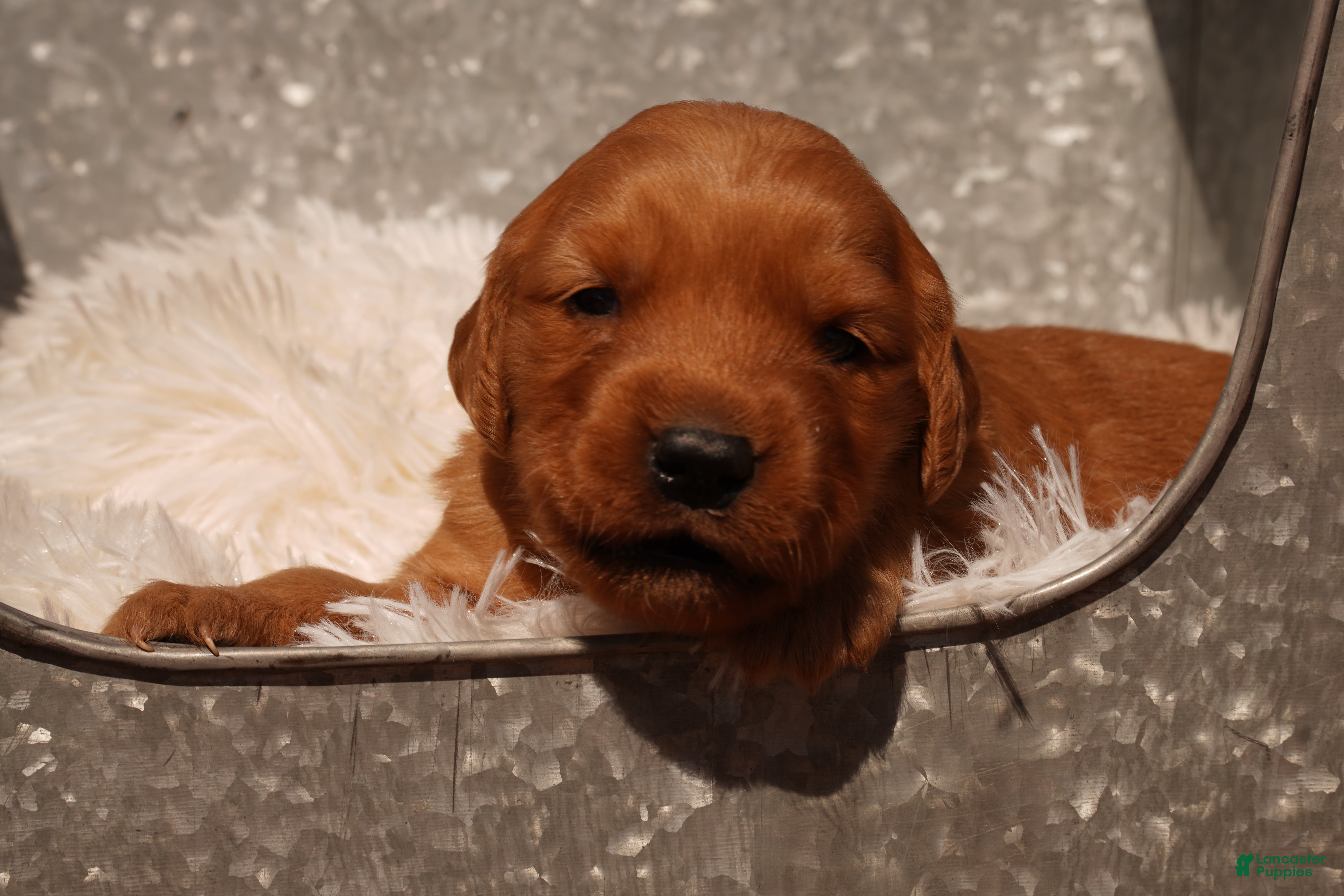 Golden Retriever dogs Daisy -AKC, Genetically Clear - Ad 1