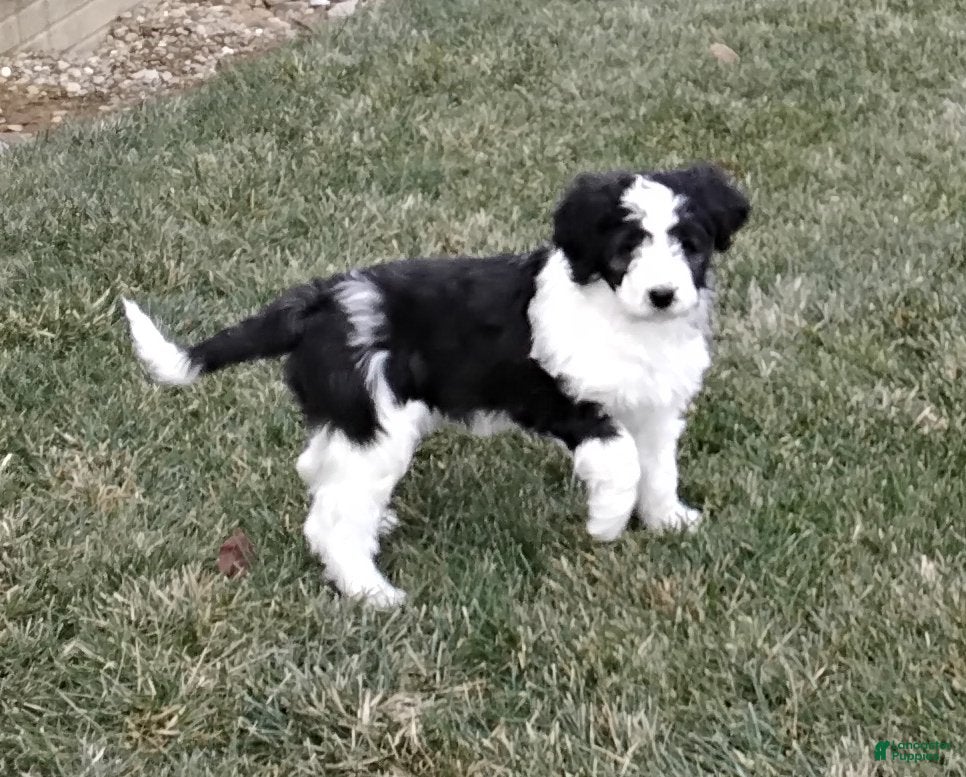 Saint Berdoodles dogs Lotty - Ad 13