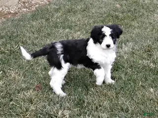 Saint Berdoodles dogs Lotty - Ad 3