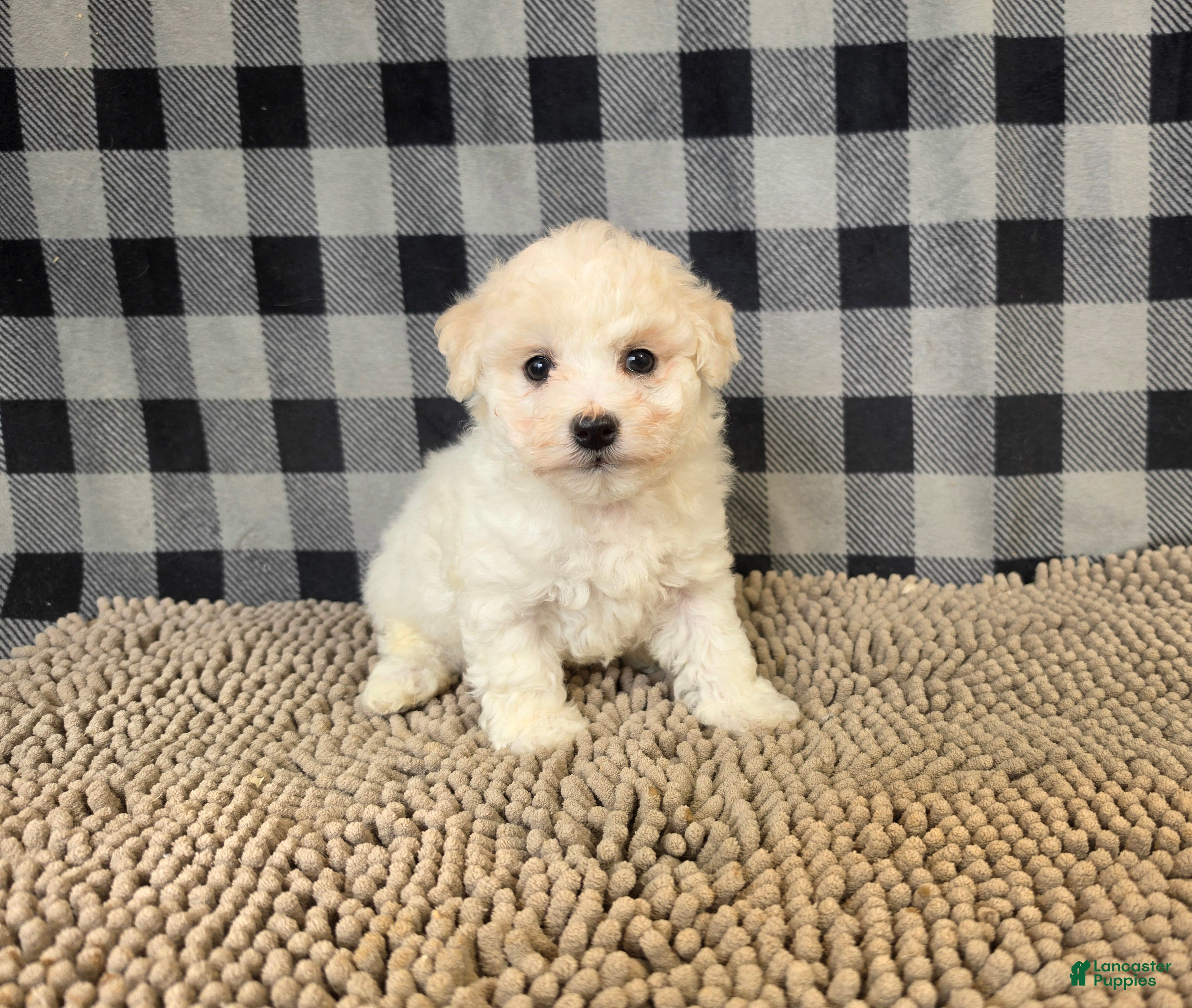 Bichon Frise dogs for sale: Len - Ad 1