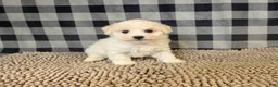 Bichon Frise dogs for sale: Len - Ad 1