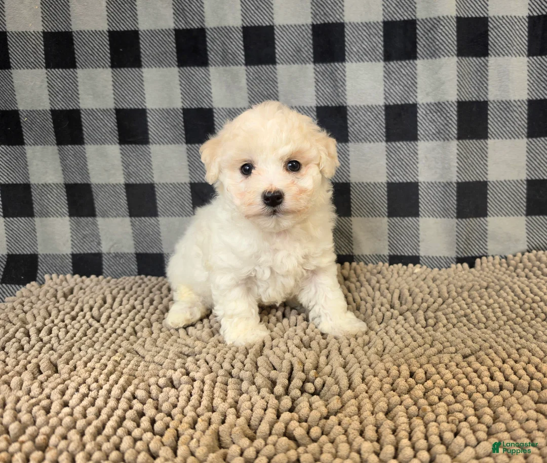 Bichon Frise dogs for sale: Len - Ad 1