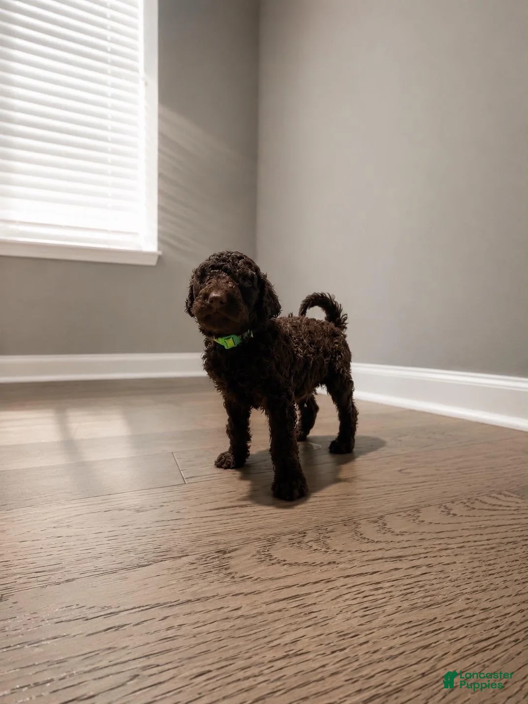 Goldendoodle dogs for sale: Goldendoodle 1 - Ad 2