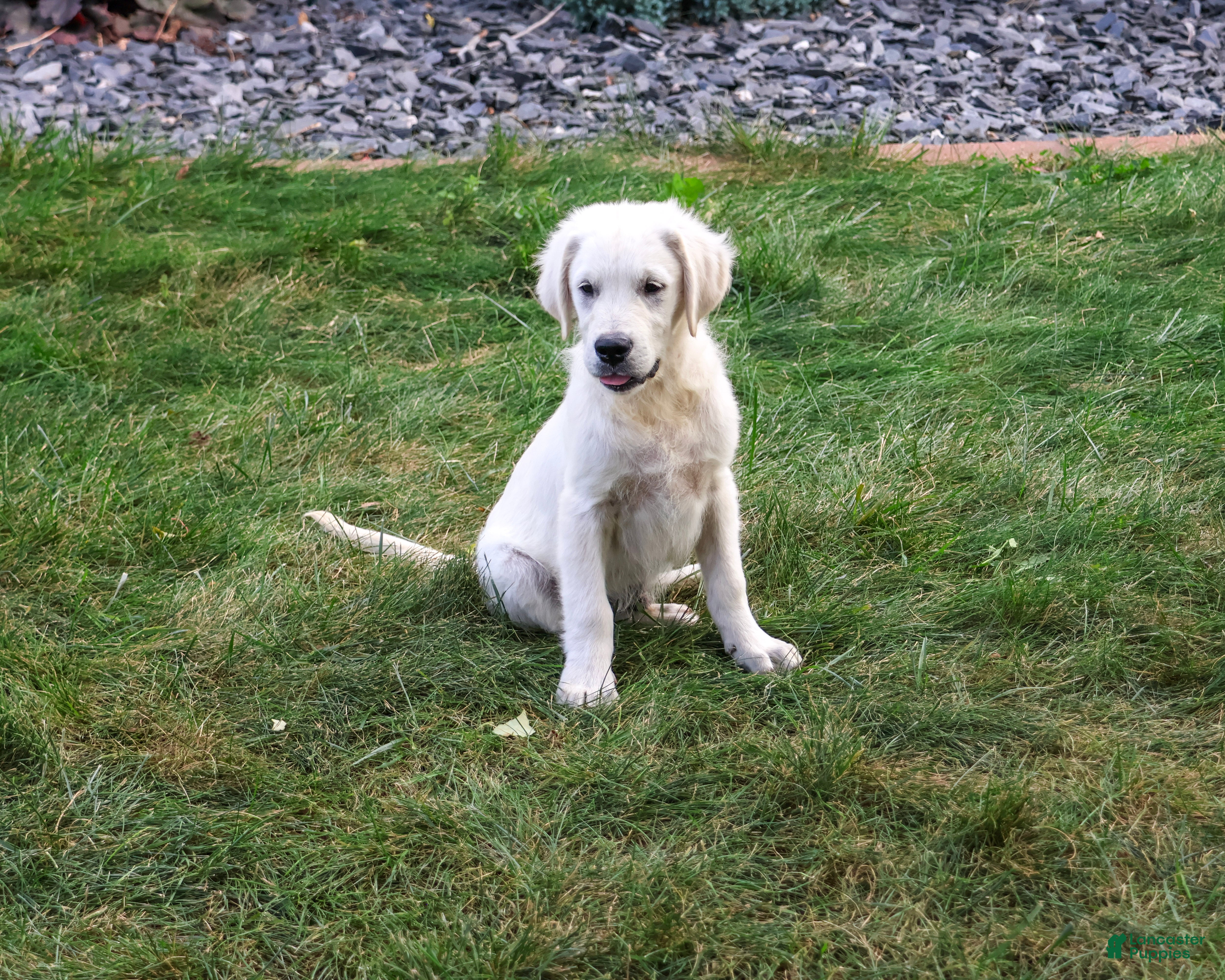 Golden Retriever dogs Turbo - Ad 2