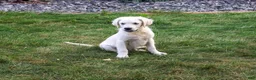 Golden Retriever dogs for sale: Turbo - Ad 3
