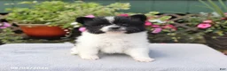 Pomeranian dogs for sale: Cupcake - Ad 3