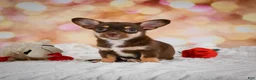 Chihuahua dogs for sale: Blaire - Ad 9