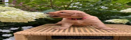 Golden Retriever dogs for sale: Leah - Ad 5