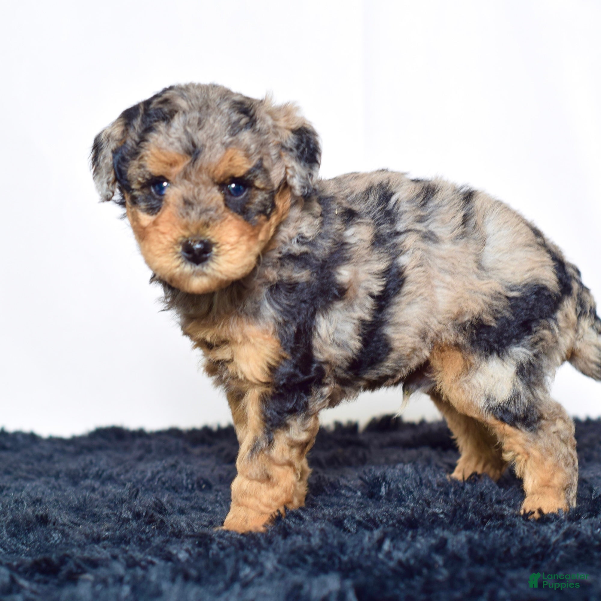 Mini Goldendoodle dogs for sale: Mr. Karl - Ad 6