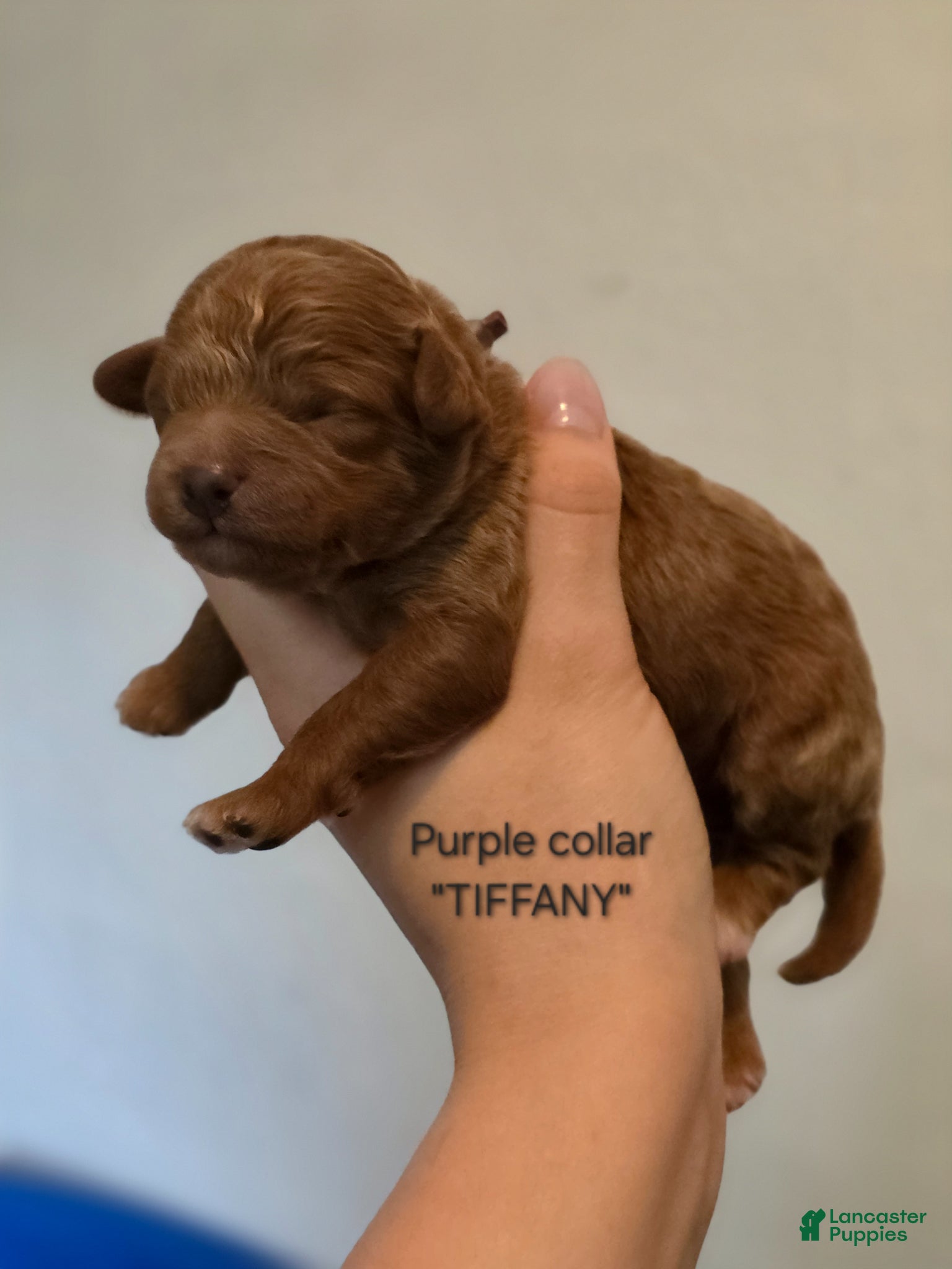 Mini Goldendoodle dogs Tiffany - Ad 8