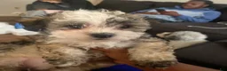Yorkiepoo dogs for sale: Yorkiepoo  - Ad 2
