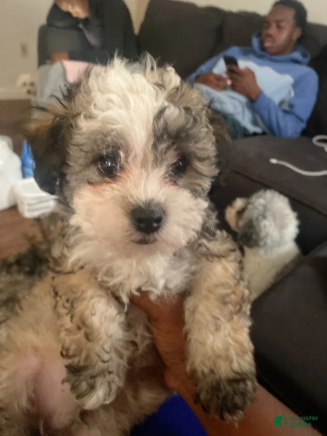 Yorkiepoo dogs for sale: Yorkiepoo  - Ad 2