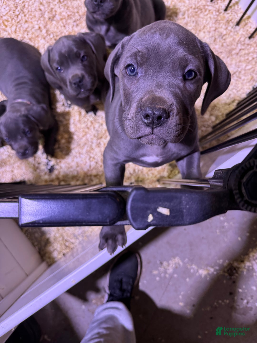 Cane Corso dogs for sale: Cane Corso Puppy 5 - Ad 4