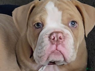 Olde English Bulldogge dogs Bacon - Ad 17
