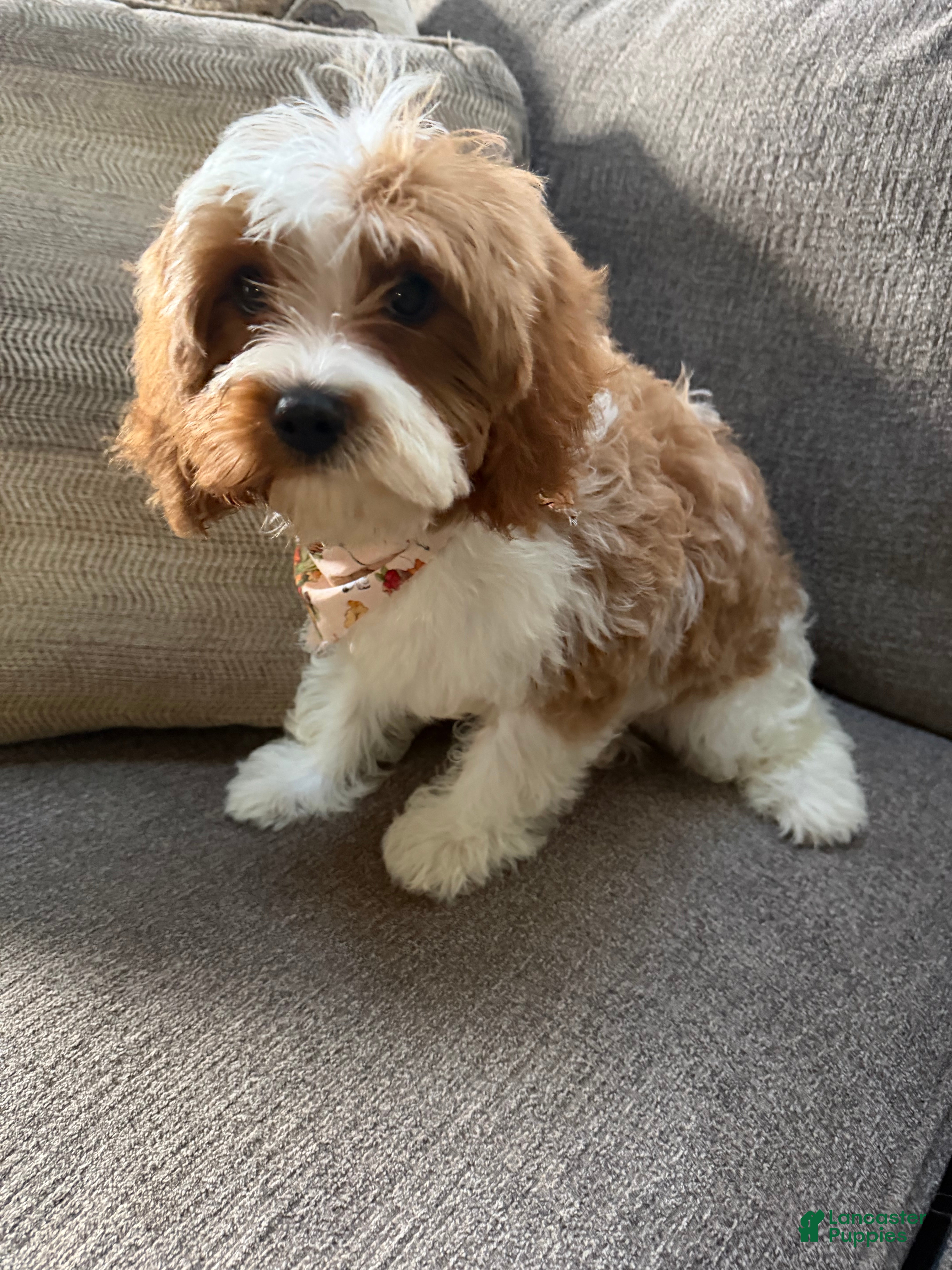 Cavapoo