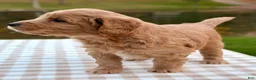 Goldendoodle dogs for sale: Biscotti-mini  - Ad 5