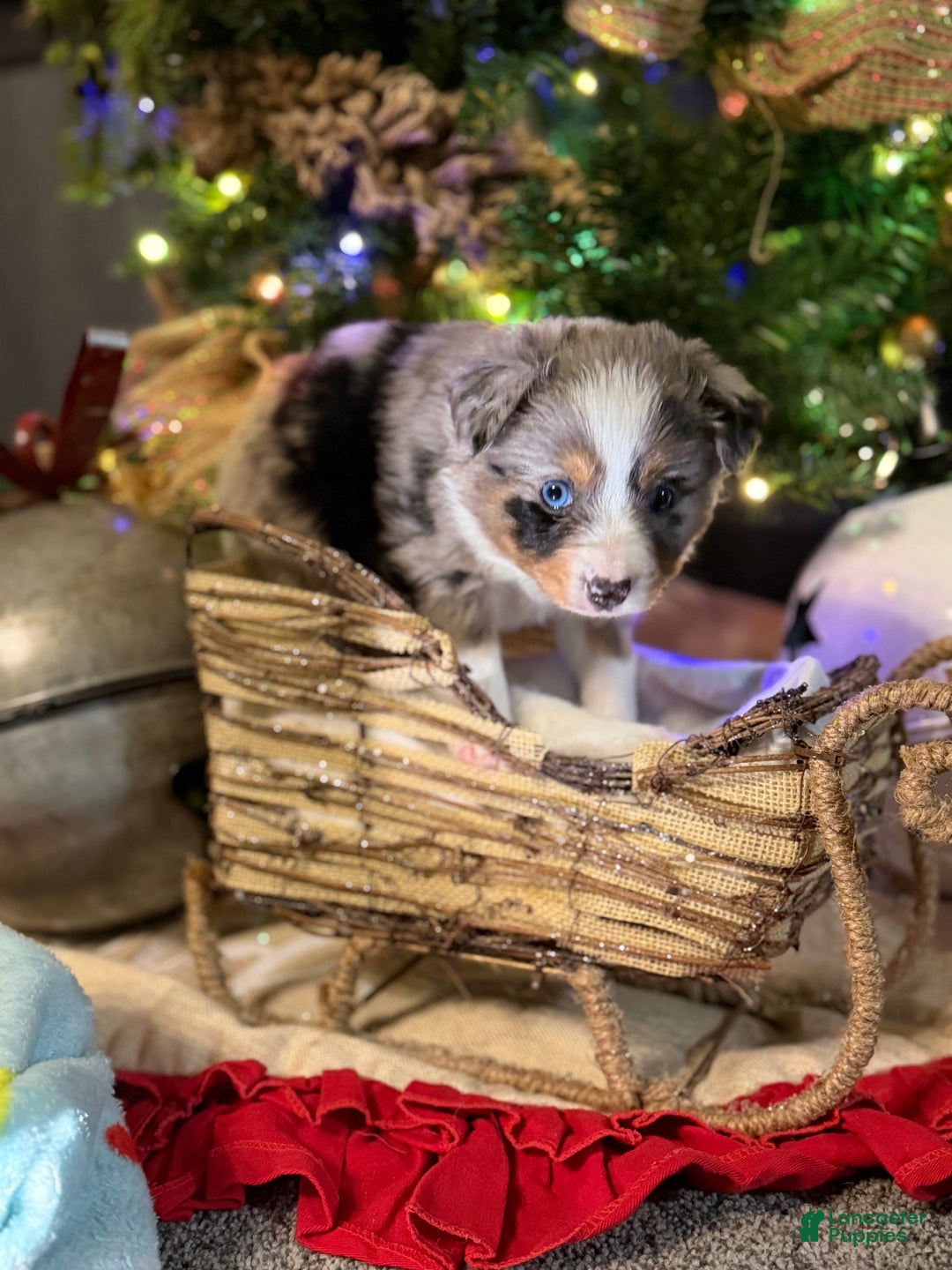 Miniature Australian Shepherd dogs for sale: GREEN - Ad 7