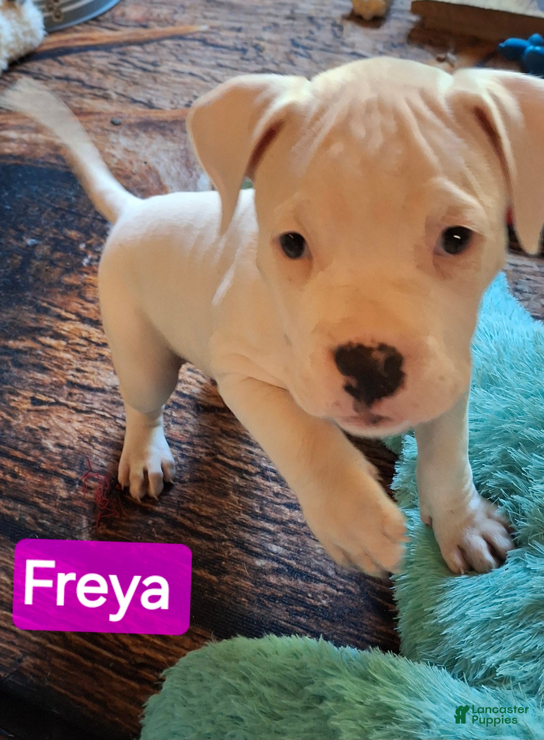 American Bulldog dogs Freya  - Ad 8