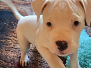 American Bulldog dogs Freya - Ad 8