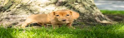 Miniature Dachshund dogs for sale: Bella  - Ad 3