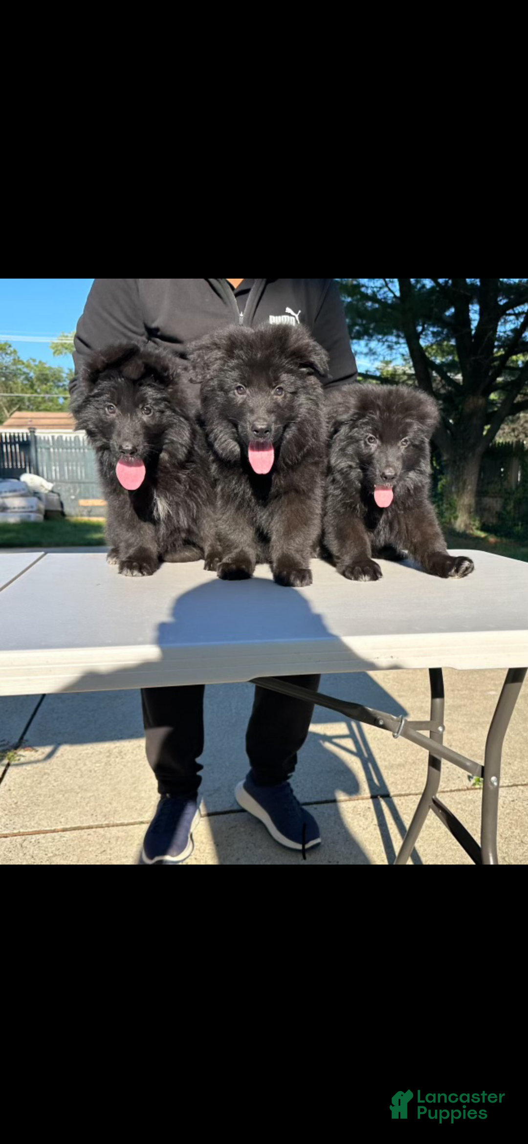 German Shepherd dogs for stud: German Shepherd 1 puppies - Ad 15