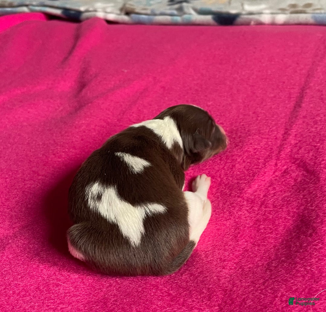 Mixed Breed dogs for sale: Brn & Wht - Ad 2