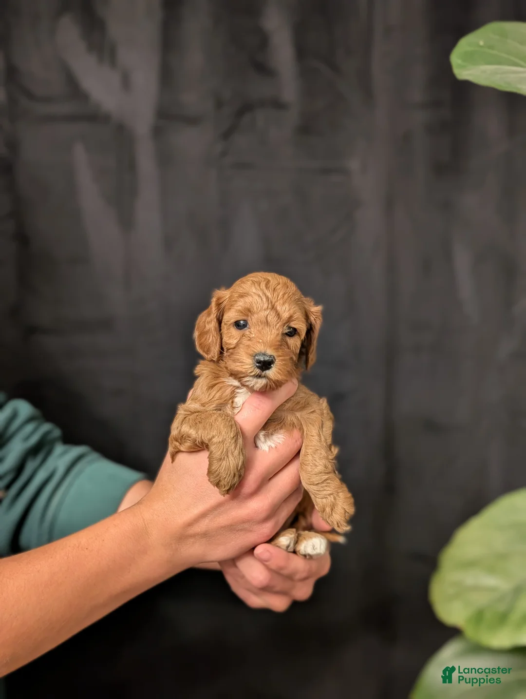 Cavapoo dogs for sale: Storm - Ad 7