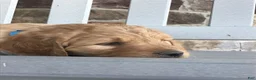 Goldendoodle dogs for sale: Dozer - Ad 6