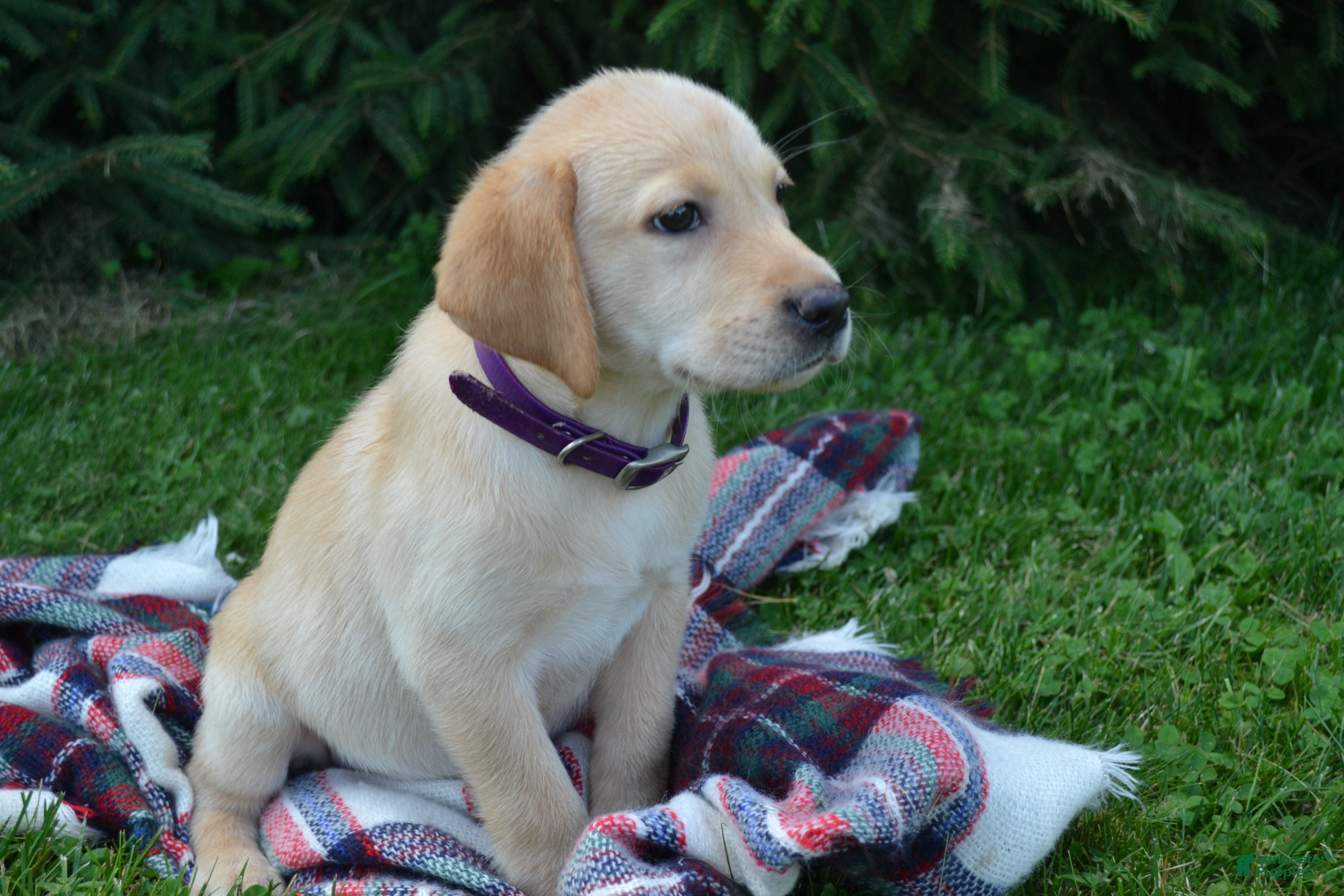 Labrador Retriever dogs Ellie - Ad 38