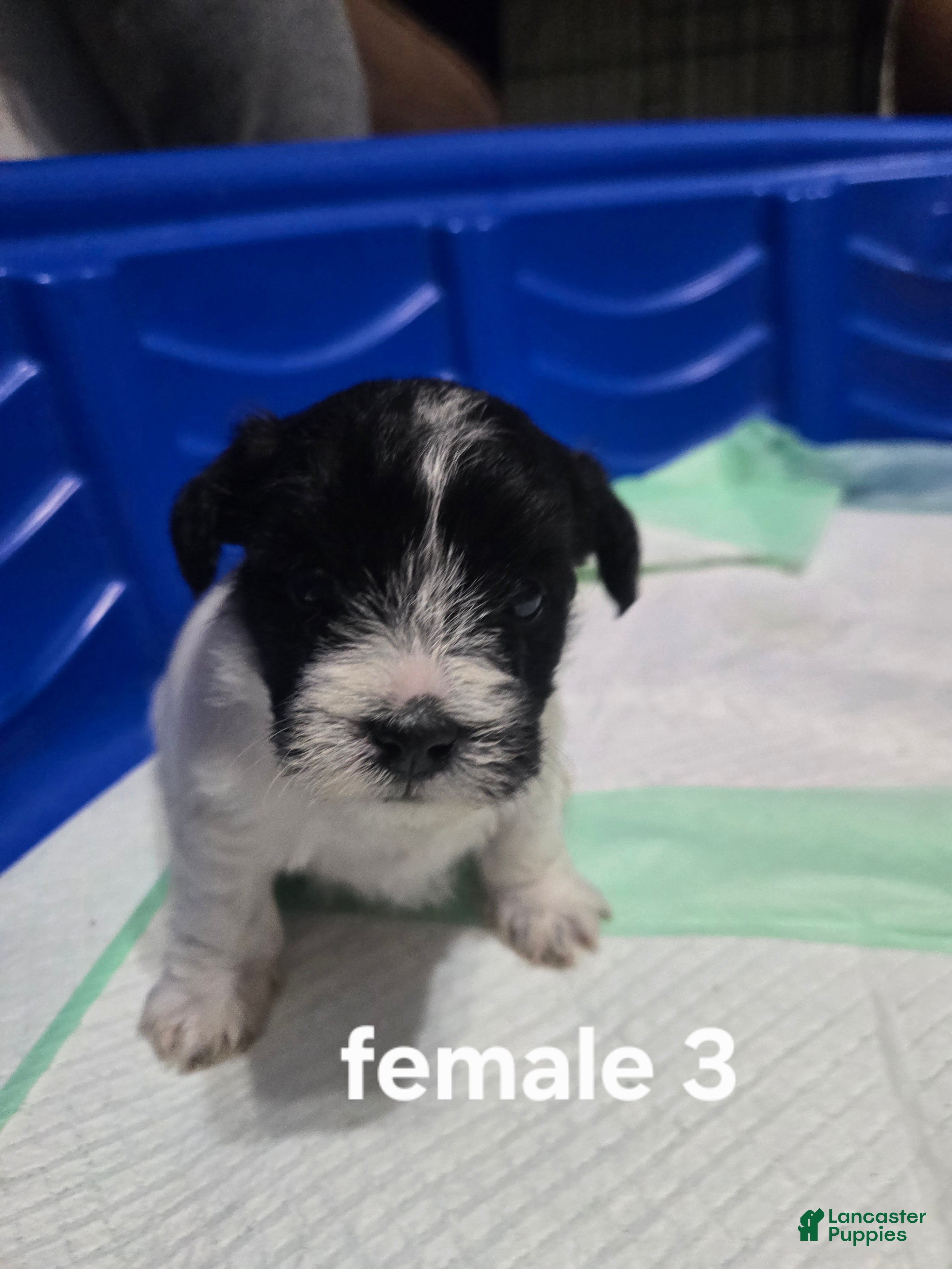Mixed Breed dogs for sale: Female 3 - Ad 3