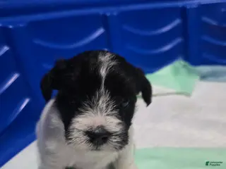 Mixed Breed dogs for sale: Female 3 - Ad 3