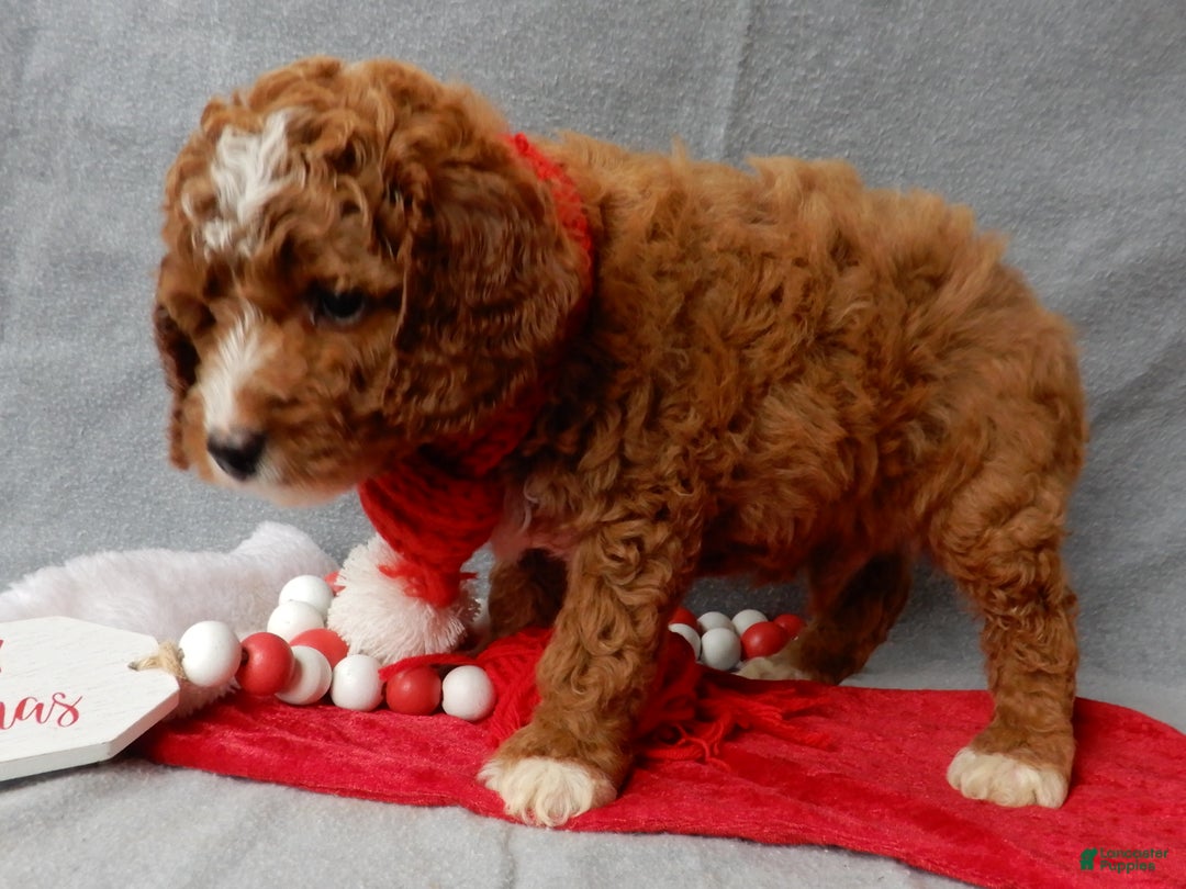 Cavapoo dogs for sale: Chester - Ad 3
