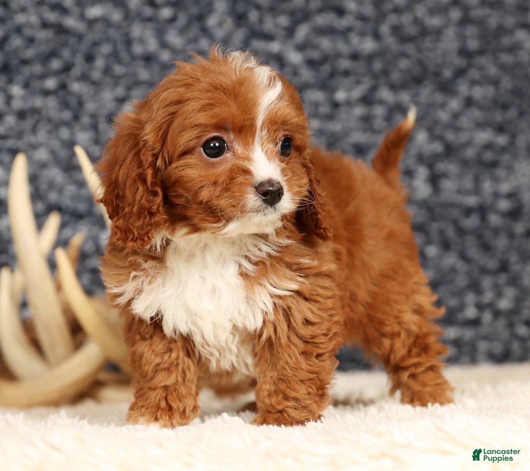 Cavapoo dogs for sale: Dash - Ad 2